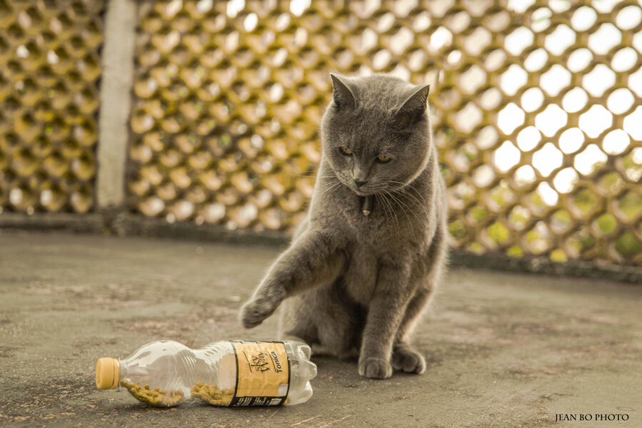 Cat toys