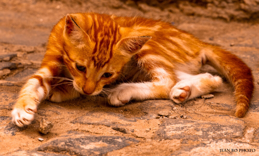 Little street cat_ II