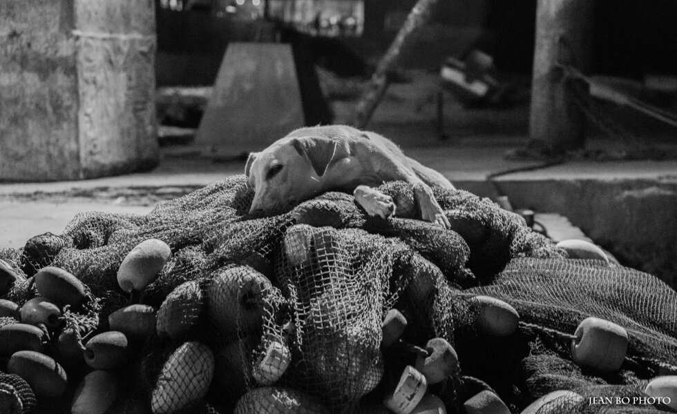 Dreams on nets