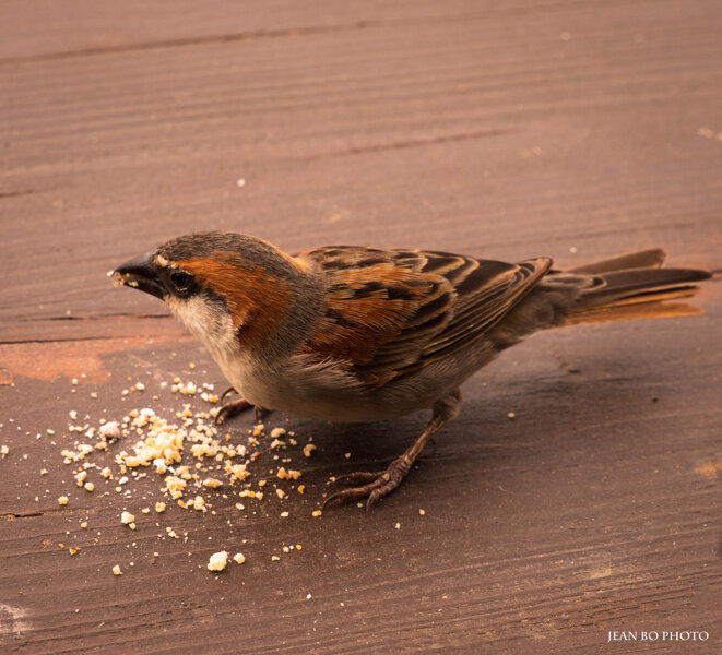 Sparrow