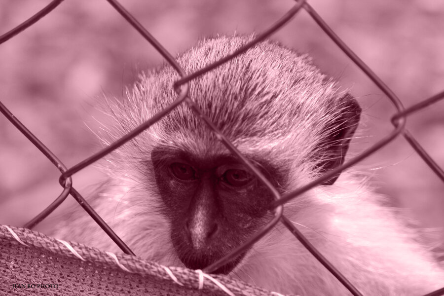 Monkey
