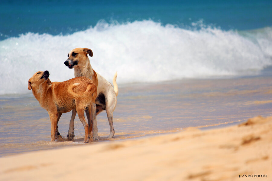 Fun dogs