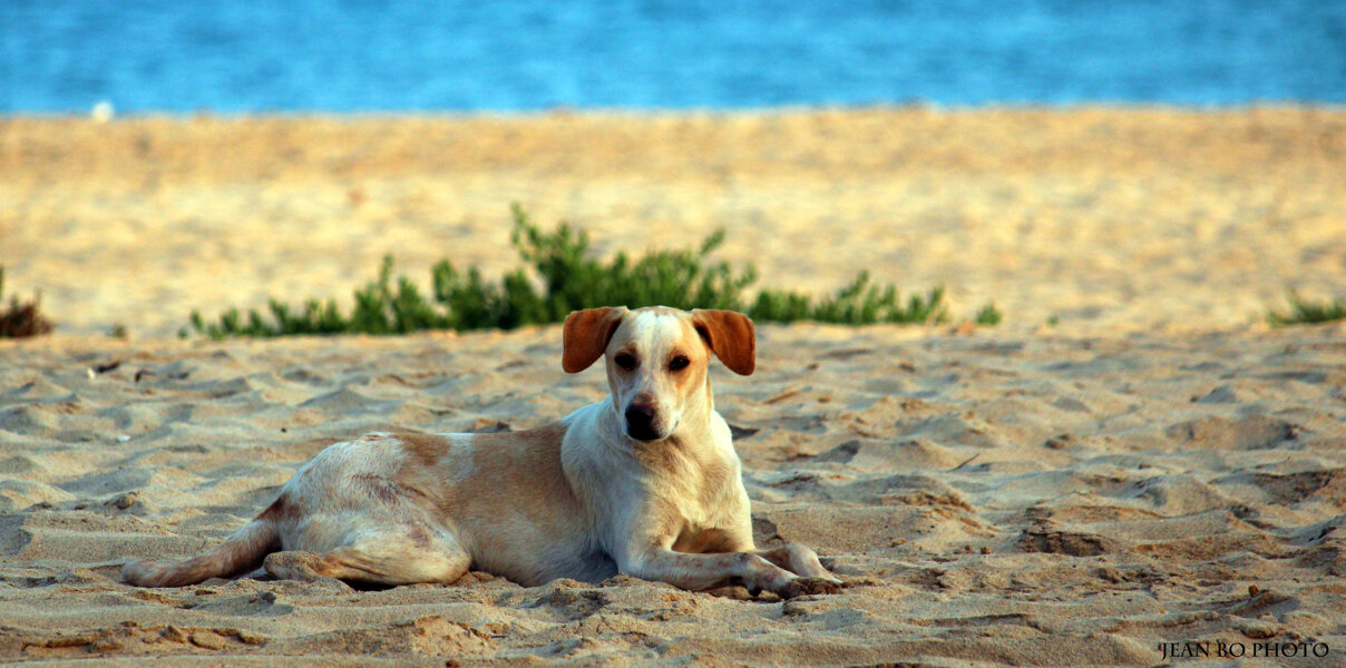 Waiting on the beach