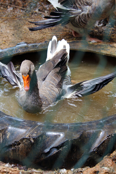 Duck