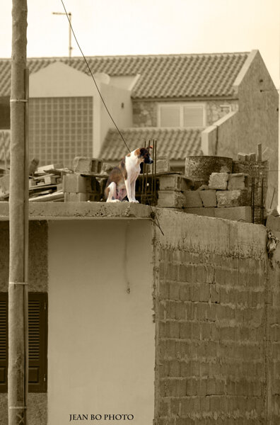 The dog on the roof