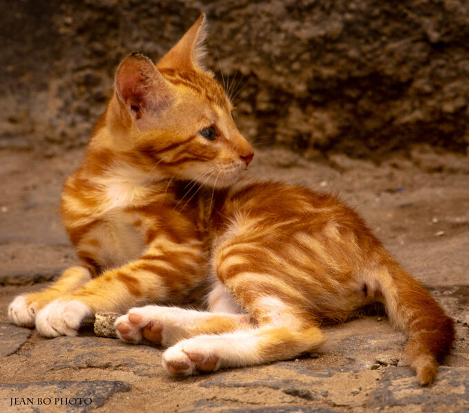 Little street cat