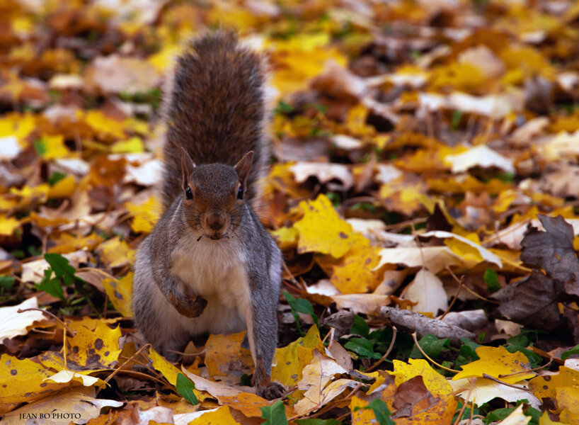 Squirrel