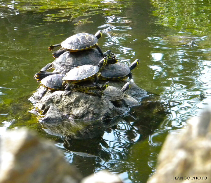 Turtles mountain