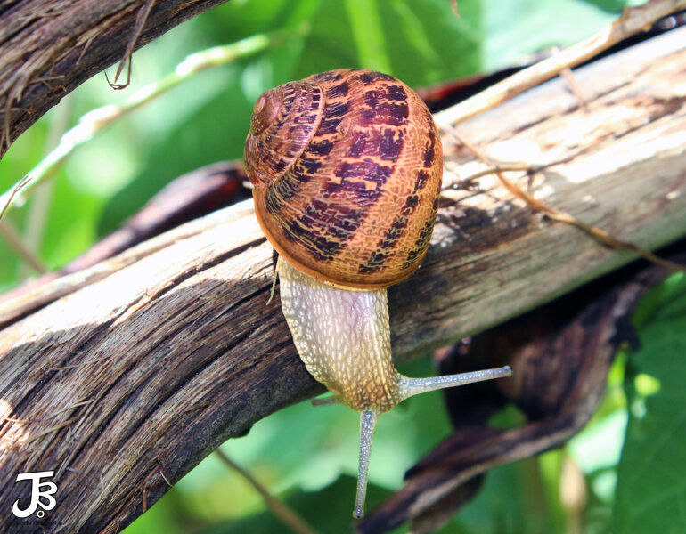 Snail