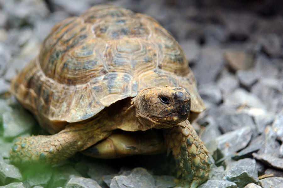 turtle