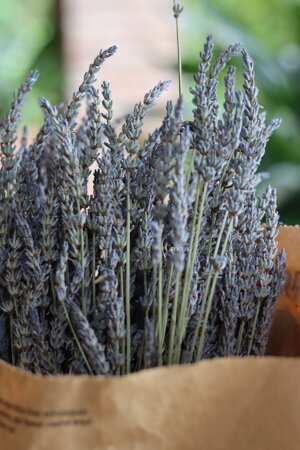 mazzi-di-lavanda-3-varianti-in-esaurimento