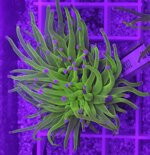 ep02-euphyllia-glabrescens-hulk-purple-tips-1-calice