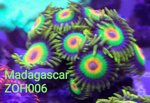 zh06-zoanthus-rasta