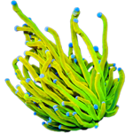 ep06-euphyllia-glabrescens-hellfire-1-calice