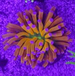 ep05-euphyllia-area-51-1-calice