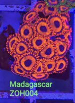 zh04-zoanthus-red-oxide