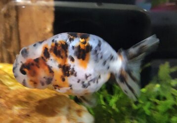 cfbeca74-cfee-4832-903a-ceffb7c75e2f cfbeca74-cfee-4832-903a-ceffb7c75e2f