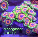 zh05-zoanthus-eagle-eye