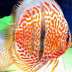 1ac61463-7205-4d7c-b2de-80c864746cdc 1ac61463-7205-4d7c-b2de-80c864746cdc