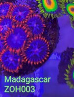 zh03-zoanthus-fire-and-ice