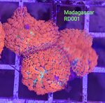 rd01-rodachtis-super-red