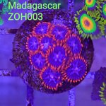 zh03-zoanthus-fire-and-ice