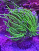 ep01-euphyllia-glabrescens-hulk-purple-tips-1-calice