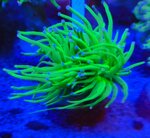 ep02-euphyllia-glabrescens-hulk-purple-tips-1-calice