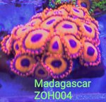 zh04-zoanthus-red-oxide