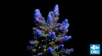 ac01-acropora-loisette-blu