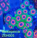 zh05-zoanthus-eagle-eye