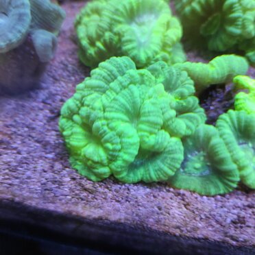 caulastrea caulastrea caulastrea caulastrea