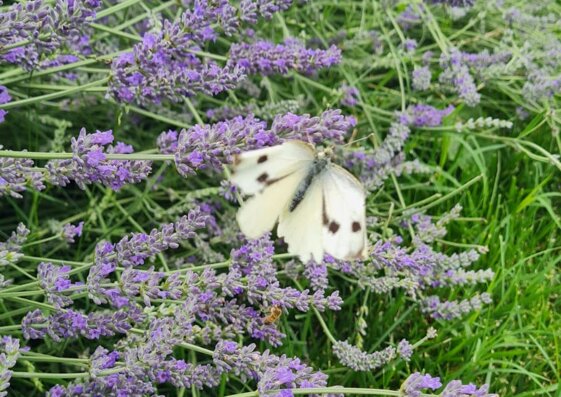 ecb02c2b-c8ac-4e38-af6c-90b1005c9870 ecb02c2b-c8ac-4e38-af6c-90b1005c9870