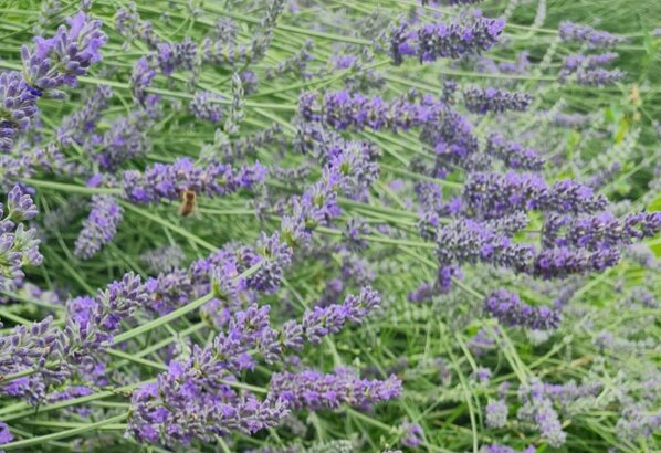 d900dfc4-21f2-422e-b4a4-d040b7aa481e d900dfc4-21f2-422e-b4a4-d040b7aa481e