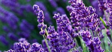 5de52f2f-66a0-4061-b329-db8a933df07e 5de52f2f-66a0-4061-b329-db8a933df07e