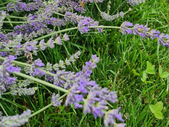 23b29bef-de26-40dd-bc17-4803d71ae5ee 23b29bef-de26-40dd-bc17-4803d71ae5ee