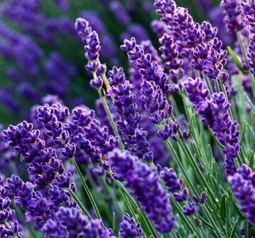 5cf38a97-e634-43ea-95fa-0b7db2d92eae 5cf38a97-e634-43ea-95fa-0b7db2d92eae