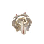 anello-hoya-carnosa-hoya-carnosa-ring