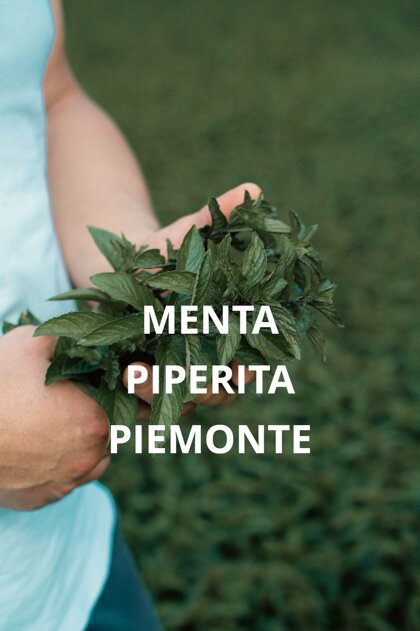 4e8481fc-0a00-446b-9569-174a0035de97