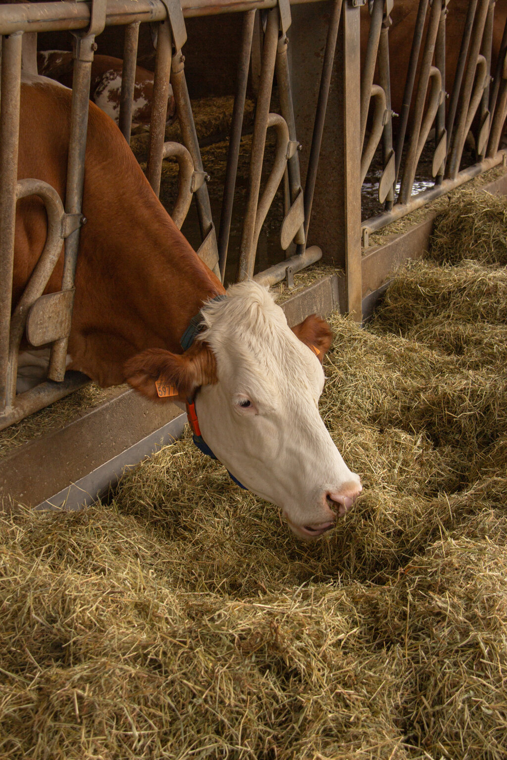 Foto di propriet� dell'Azienda Agricola #FAICHEESE