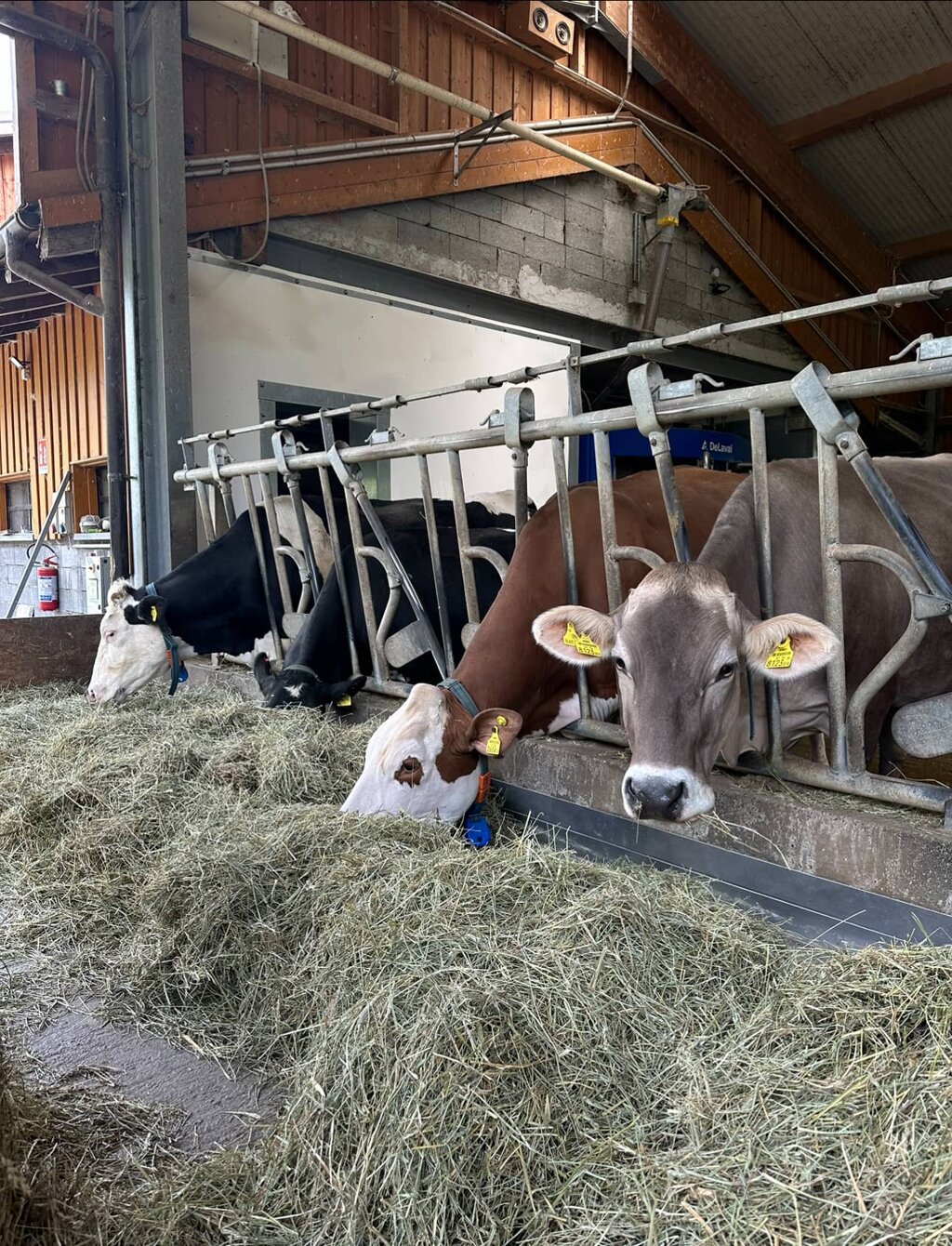 Foto di propriet� dell'Azienda Agricola #FAICHEESE