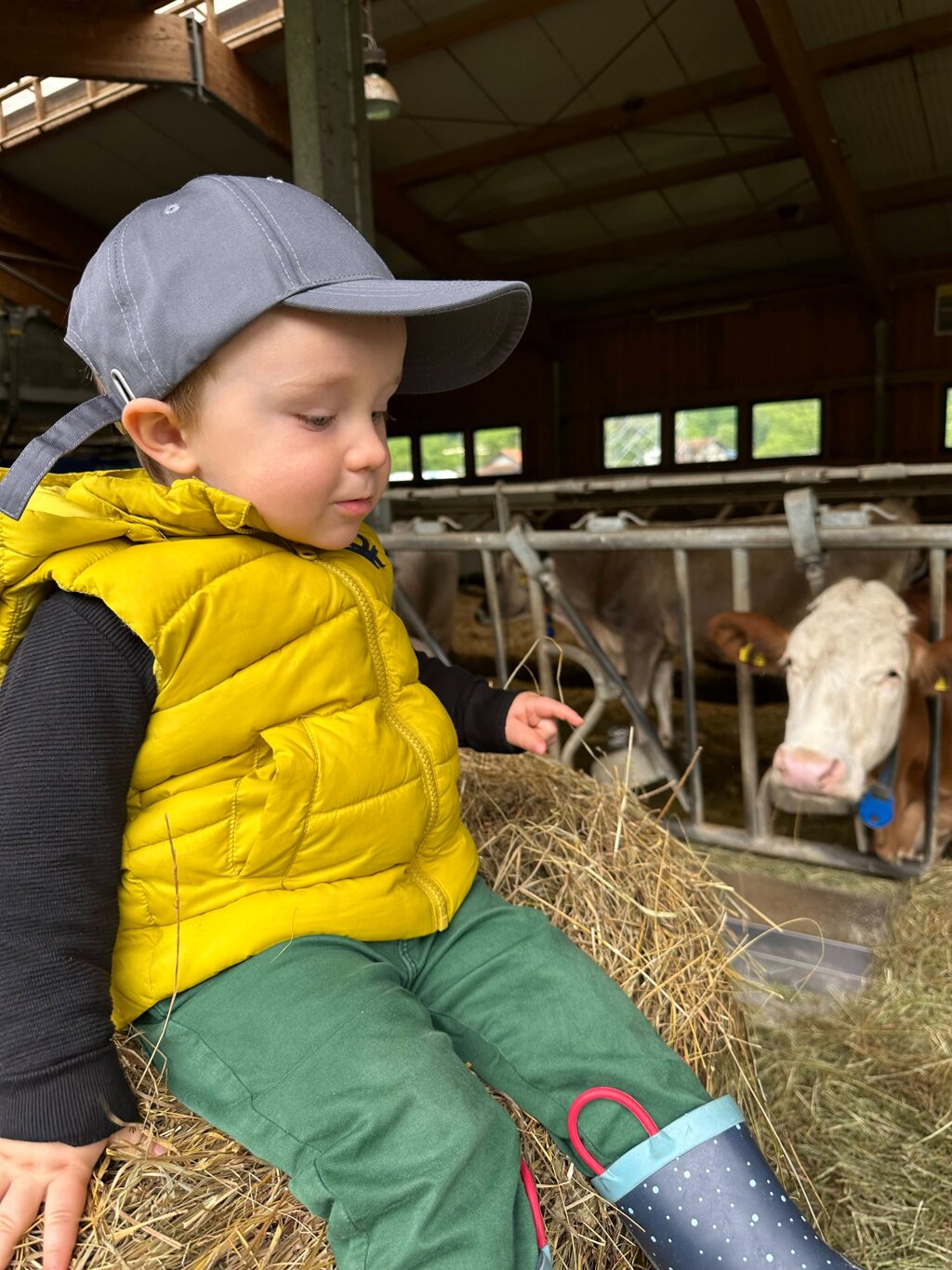 Il Babyboss che fa amicizie con le mucche