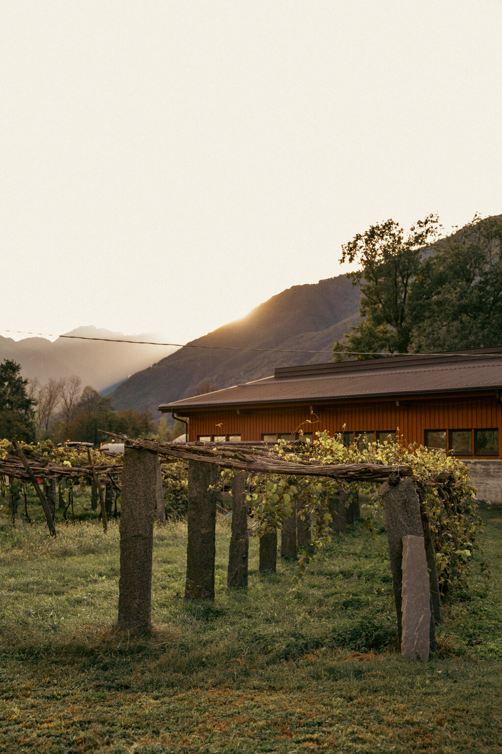 Foto di propriet� dell'Azienda Agricola #FAICHEESE