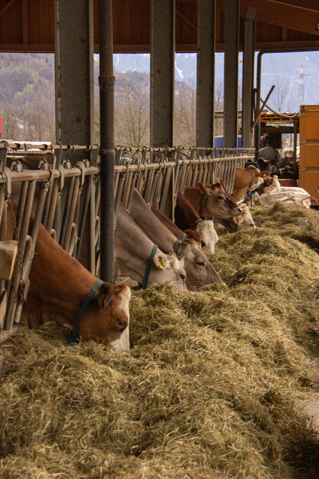 Foto di propriet� dell'Azienda Agricola #FAICHEESE
