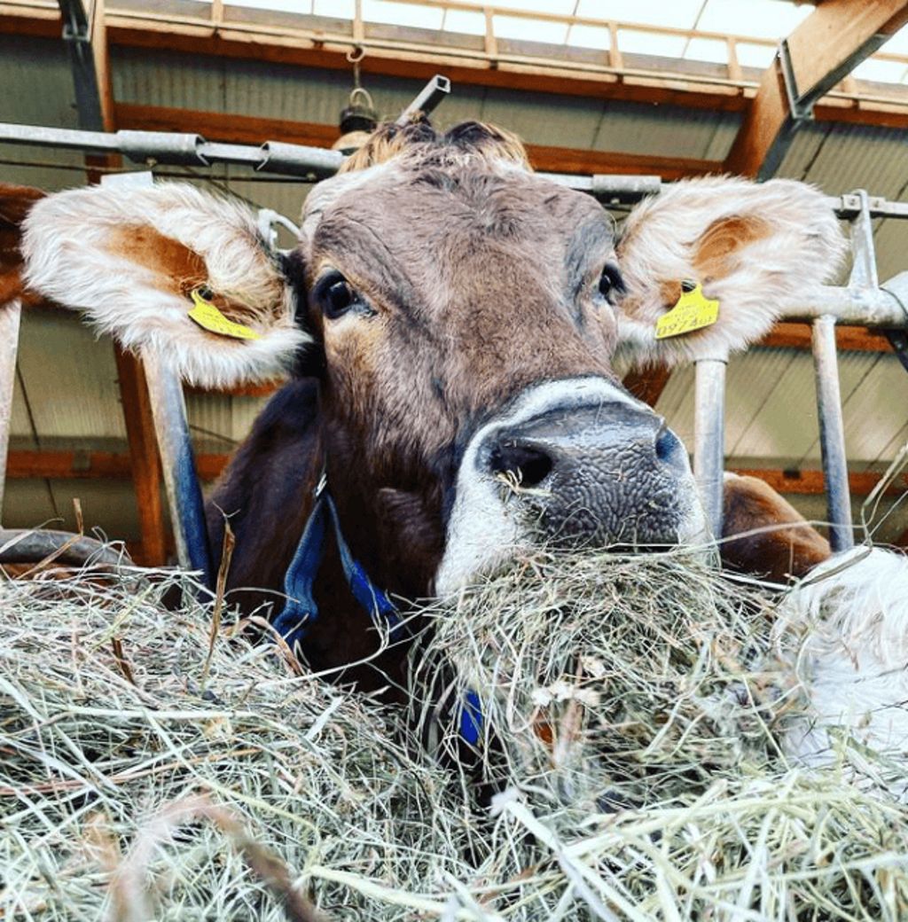 Foto di propriet� dell'Azienda Agricola #FAICHEESE