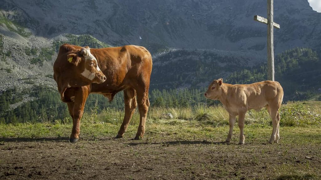 Foto di propriet� dell'Azienda Agricola #FAICHEESE