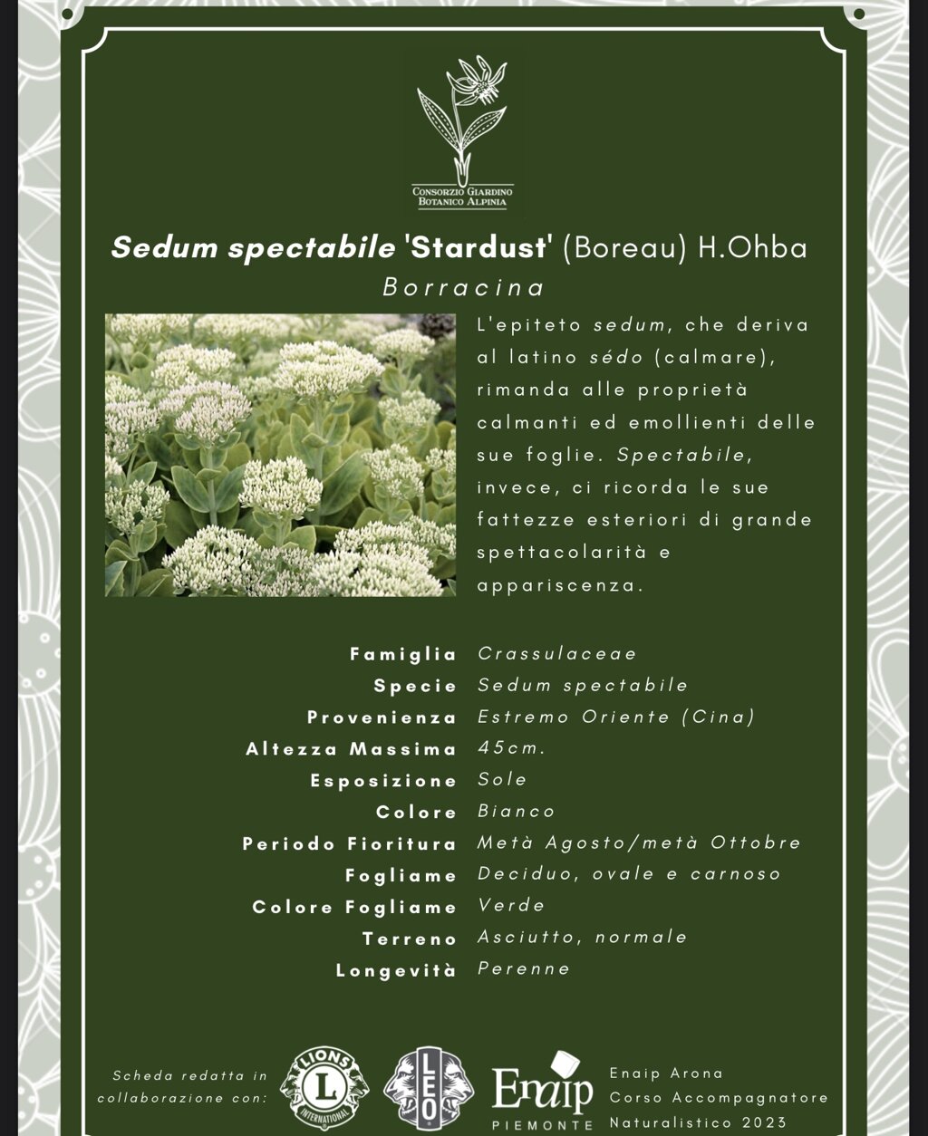 Esempio di scheda informativa delle piante Esempio di scheda informativa delle piante