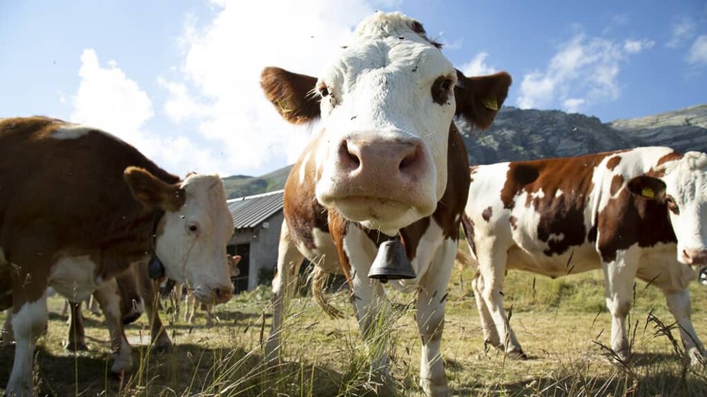 Foto di propriet� dell'Azienda Agricola #FAICHEESE