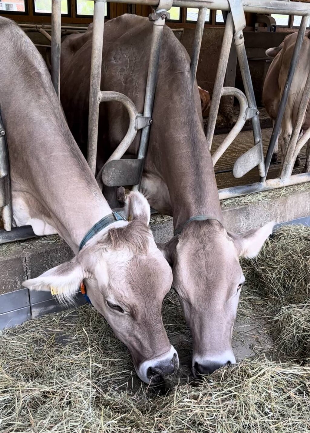 Foto di propriet� dell'Azienda Agricola #FAICHEESE