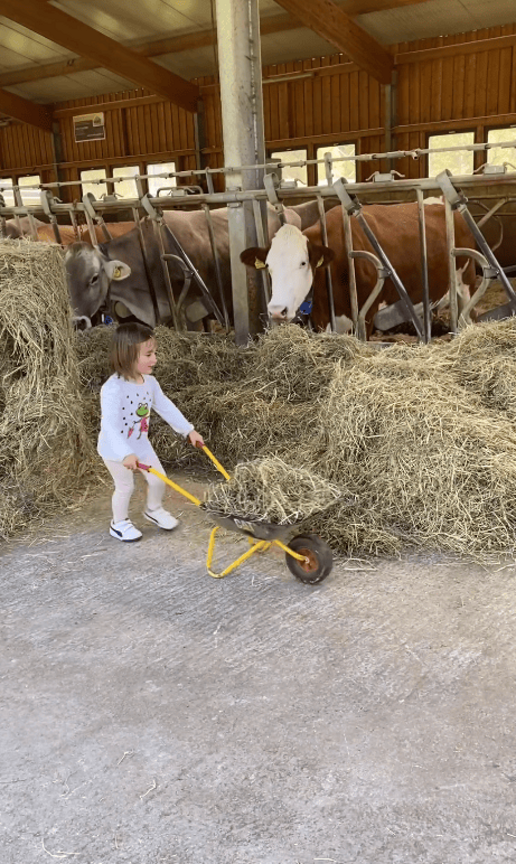 Foto di propriet� dell'Azienda Agricola #FAICHEESE